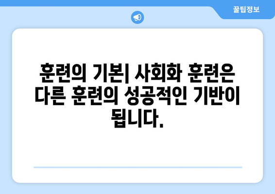 반려견 사회화를 위한 훈련의 중요성