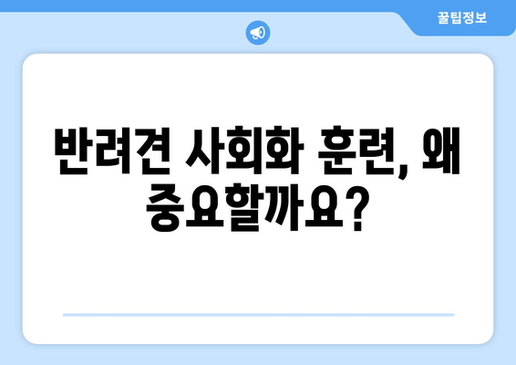 반려견 사회화를 위한 훈련의 중요성