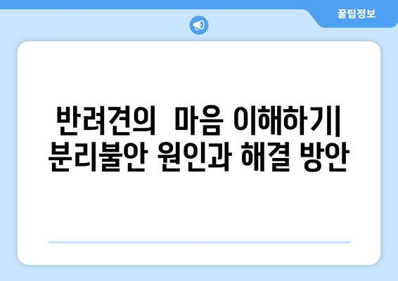 분리불안 해소를 돕는 반려견 놀이와 훈련