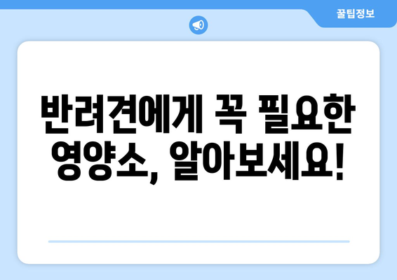 건강한 삶을 위한 반려견 영양 관리 방법