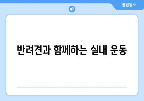 실내에서 반려견과 함께할 수 있는 운동 방법