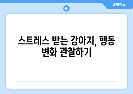 스트레스 신호를 파악하고 해결하는 반려견 관리