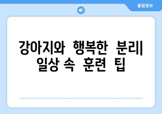 분리불안 해소를 돕는 반려견 놀이와 훈련