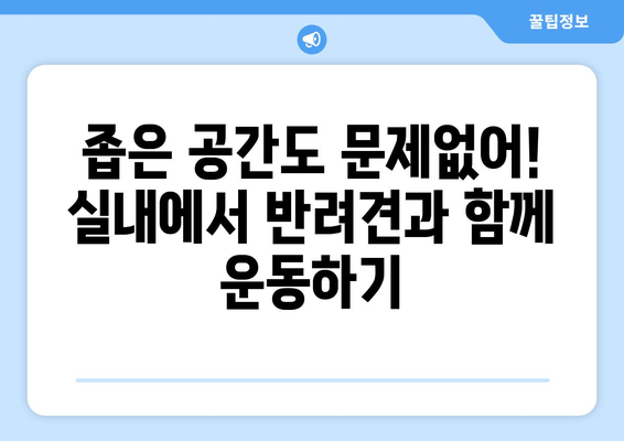 실내에서 반려견과 함께 할 수 있는 놀이 아이디어