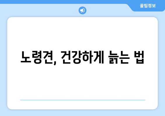 노령견을 위한 건강 관리 방법과 주의사항