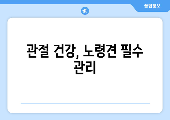 노령견을 위한 건강 관리 방법과 주의사항