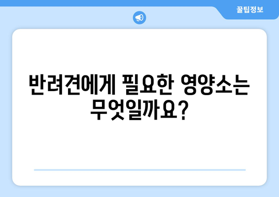 건강한 반려견을 위한 균형 잡힌 식단 구성