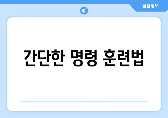 초보자도 쉽게 따라 할 수 있는 반려견 훈련 팁