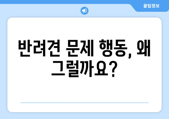 문제 행동의 원인을 파악하고 반려견 해결책 찾기