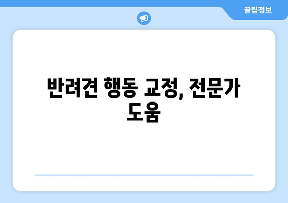 올바른 행동 교정으로 반려견 문제 해결하기